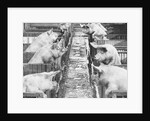 Pigs on a Farm by Anonymous