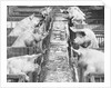 Pigs on a Farm by Anonymous
