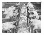 Pigs on a Farm by Anonymous