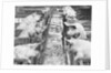 Pigs on a Farm by Anonymous