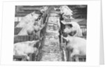 Pigs on a Farm by Anonymous