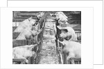 Pigs on a Farm by Anonymous