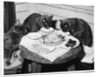 Cats' Celebratory Feast by Anonymous