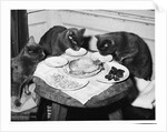 Cats' Celebratory Feast by Anonymous