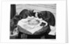Cats' Celebratory Feast by Anonymous