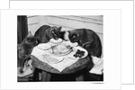 Cats' Celebratory Feast by Anonymous