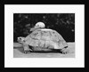 Snail on a Tortoise by Anonymous