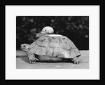 Snail on a Tortoise by Anonymous