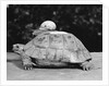 Snail on a Tortoise by Anonymous