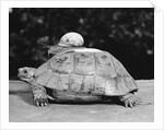 Snail on a Tortoise by Anonymous