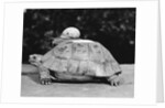 Snail on a Tortoise by Anonymous
