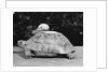 Snail on a Tortoise by Anonymous