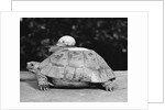 Snail on a Tortoise by Anonymous