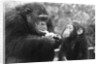 Chimpanzee With Her Young by Anonymous