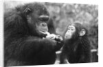Chimpanzee With Her Young by Anonymous