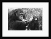 Chimpanzee With Her Young by Anonymous