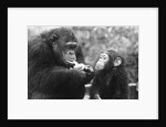 Chimpanzee With Her Young by Anonymous