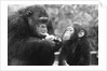 Chimpanzee With Her Young by Anonymous