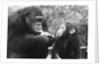 Chimpanzee With Her Young by Anonymous