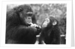 Chimpanzee With Her Young by Anonymous