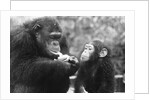 Chimpanzee With Her Young by Anonymous