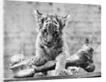 Tiger Cub With Large Bone by Anonymous