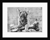 Tiger Cub With Large Bone by Anonymous