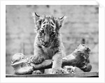 Tiger Cub With Large Bone by Anonymous