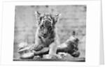 Tiger Cub With Large Bone by Anonymous