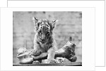 Tiger Cub With Large Bone by Anonymous