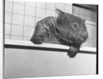 Wombat in a Bathtub by Anonymous