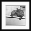 Wombat in a Bathtub by Anonymous