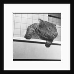 Wombat in a Bathtub by Anonymous