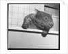 Wombat in a Bathtub by Anonymous