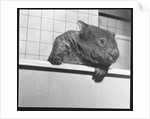 Wombat in a Bathtub by Anonymous