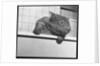 Wombat in a Bathtub by Anonymous
