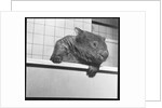 Wombat in a Bathtub by Anonymous