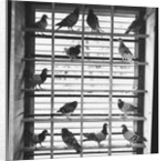 Young Pigeons in a Loft by Anonymous