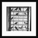 Young Pigeons in a Loft by Anonymous