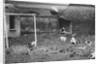 Dogs Playing Soccer by Anonymous