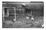 Dogs Playing Soccer by Anonymous