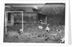 Dogs Playing Soccer by Anonymous