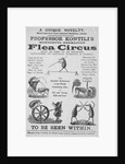 Advertisement For Flea Circus by Anonymous