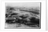 Thatched Buildings by Anonymous