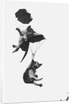Parachuting Kittens by Anonymous