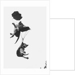 Parachuting Kittens by Anonymous