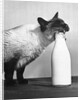 Cat Thief by Anonymous