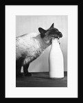 Cat Thief by Anonymous