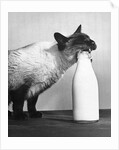 Cat Thief by Anonymous