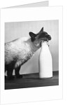 Cat Thief by Anonymous